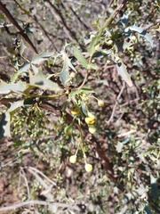 Berberis haematocarpa