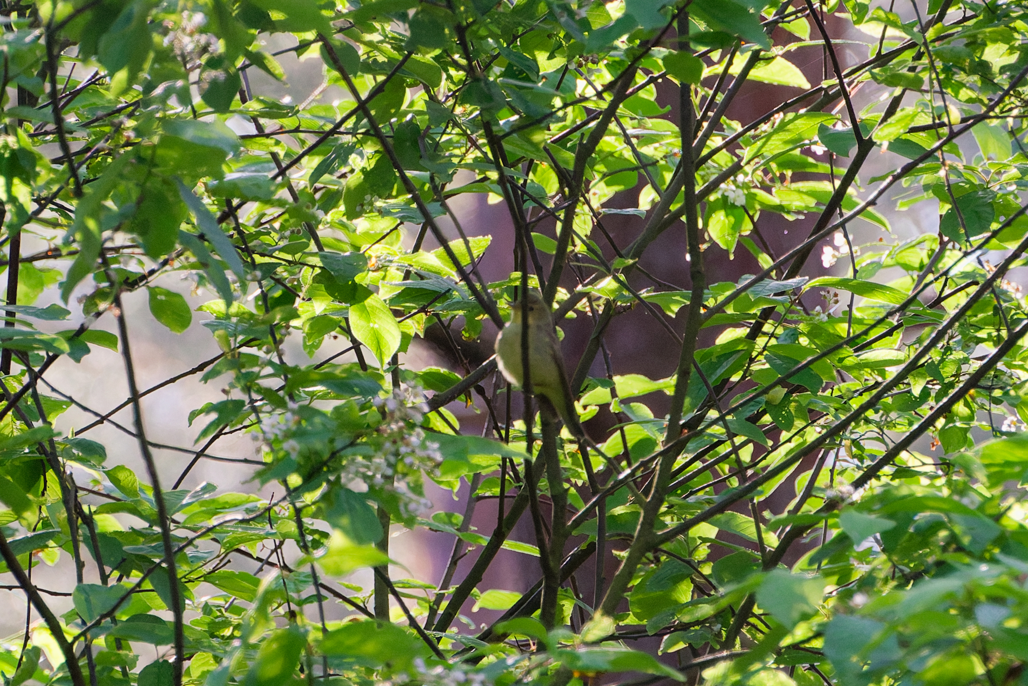 Icterine Warbler (Hippolais icterina), photo 3
