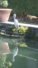 Ardea cinerea