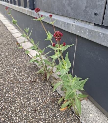 Red Valerian