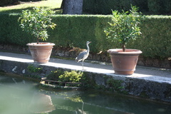 Ardea cinerea