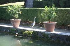 Ardea cinerea