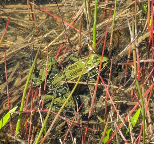 Northern Leopard Frog observed by stishovite