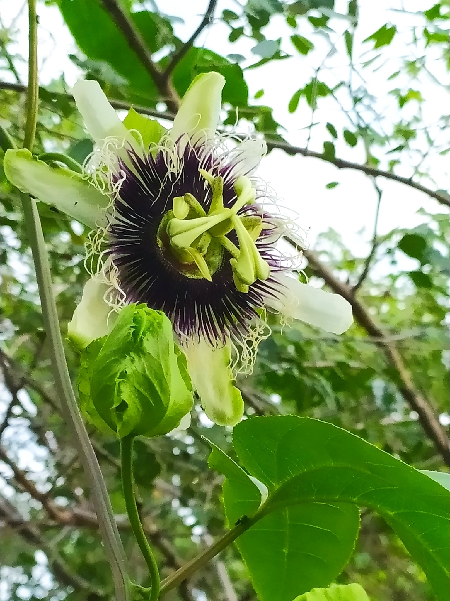 Passiflora edulis