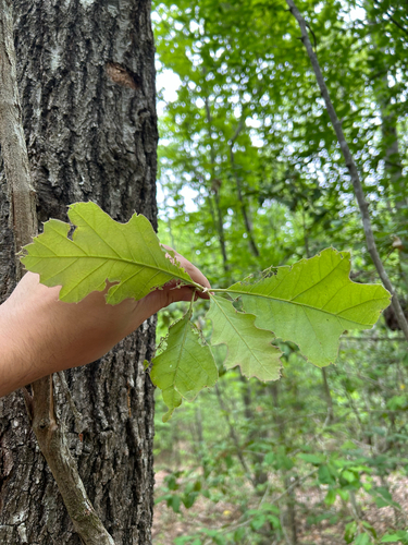 black oak
