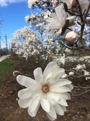 Magnolia stellata