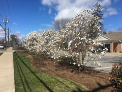Magnolia stellata