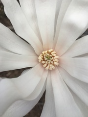 Magnolia stellata