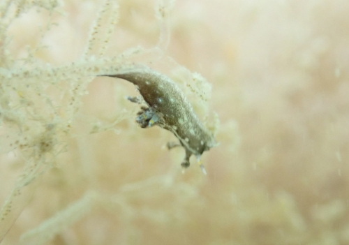 Polycera hedgpethi