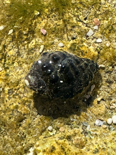 Tenguella granulata observed 2026-05-11