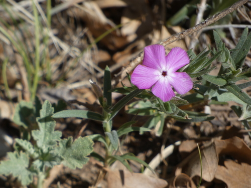 Phlox nana, photograph 5