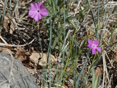 Phlox nana, photograph 6