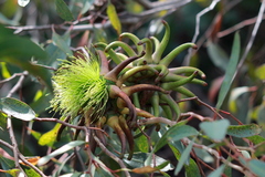 Eucalyptus conferruminata