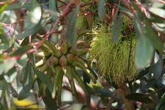Eucalyptus conferruminata