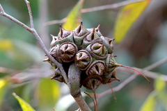 Eucalyptus conferruminata