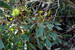 Eucalyptus conferruminata