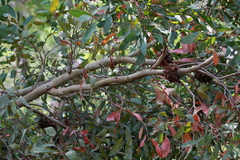 Eucalyptus conferruminata