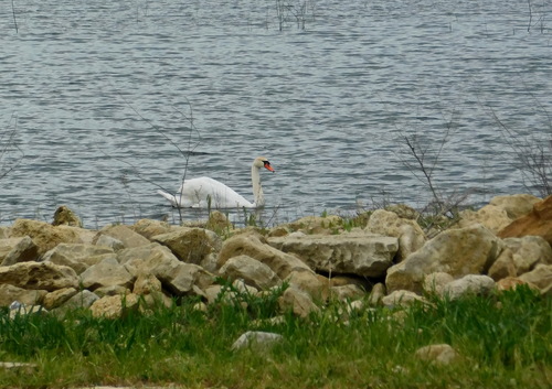 Mute Swan