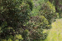 Eucalyptus conferruminata