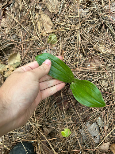 pink lady's slipper