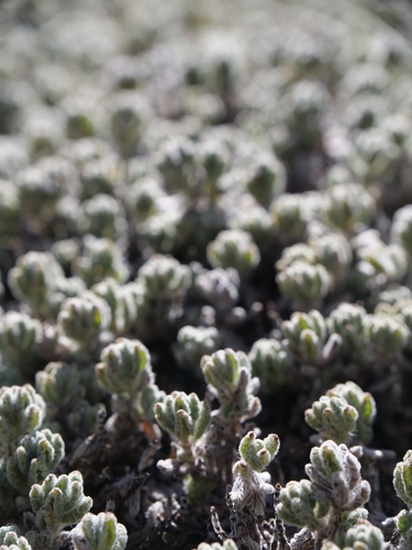 Teucrium cyprium