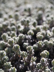 Teucrium cyprium