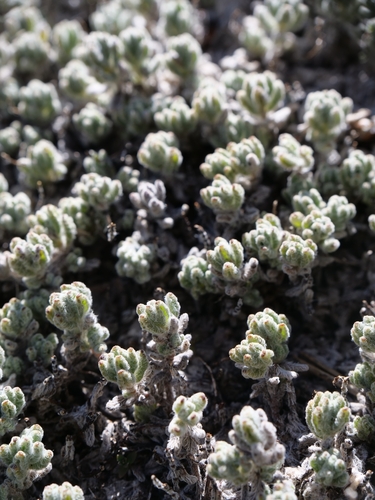 Teucrium cyprium, photograph 2