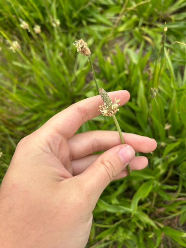 ribwort plantain