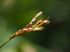 Carex ornithopoda, photograph (c) Eric Weissgerber, some rights reserved (CC BY)