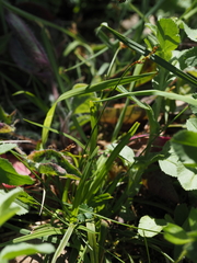Carex ornithopoda, photograph (c) Eric Weissgerber, some rights reserved (CC BY)