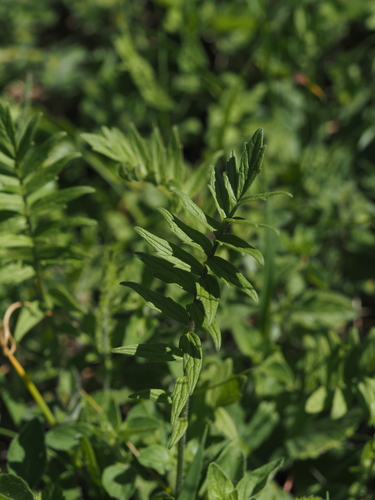 Valeriana pratensis
