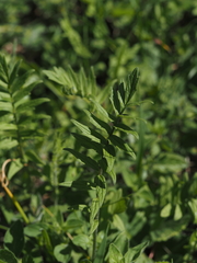 Valeriana pratensis