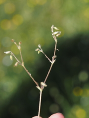 (c) Eric Weissgerber, some rights reserved (CC BY) Cerastium brachypetalum, photograph (c) Eric Weissgerber, some rights reserved (CC BY)