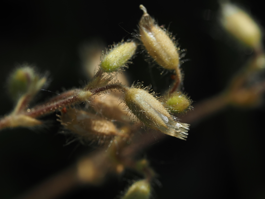 Cerastium brachypetalum; photograph (c) Eric Weissgerber, some rights reserved (CC BY)