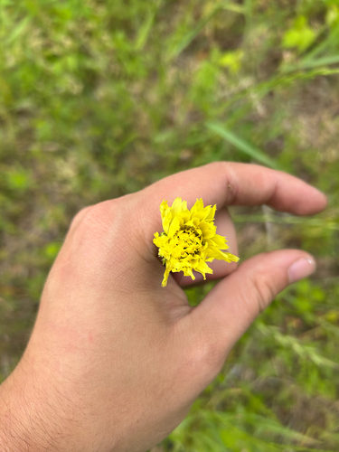 Carolina desert-chicory