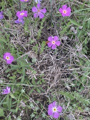 Phlox roemeriana