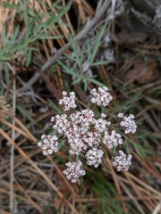 Lomatium geyeri