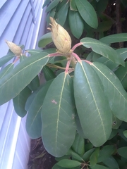 Rhododendron maximum