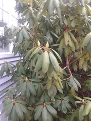 Rhododendron maximum