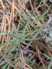 Lomatium geyeri