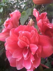 Hippeastrum hybridum