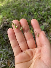Melica mutica