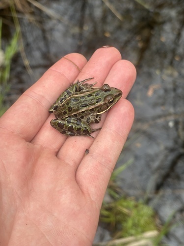 Northern Leopard Frog observed by kevtolan