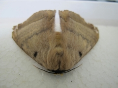Hemileucinae
