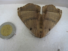 Hemileucinae