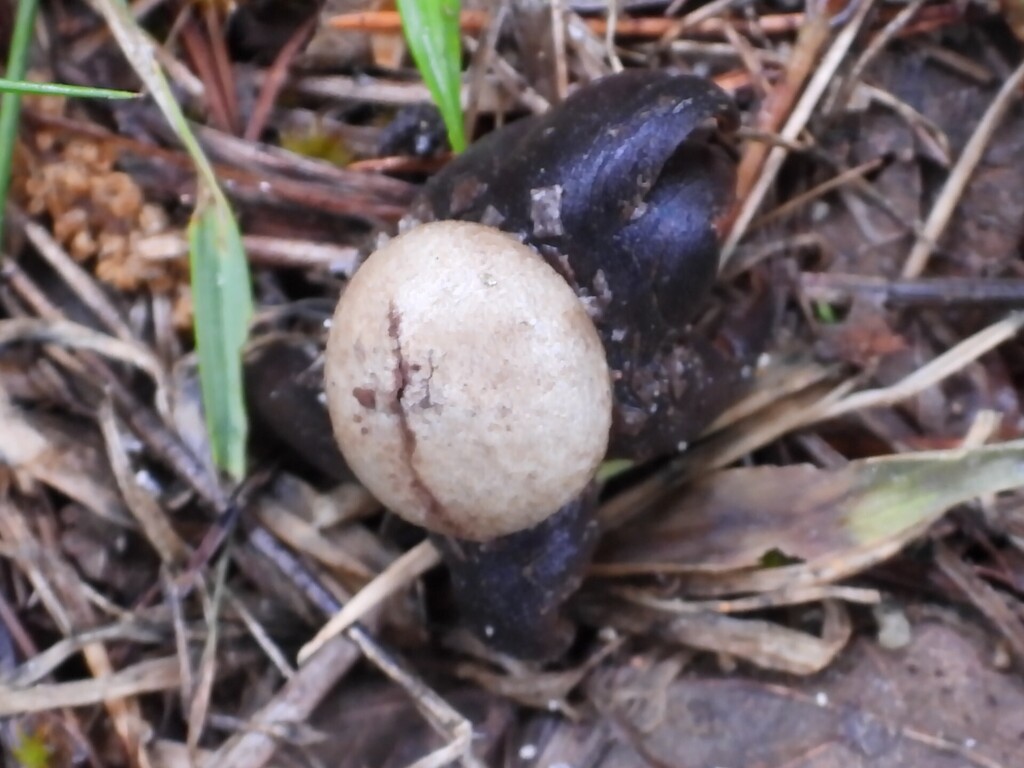 Astraeus hygrometricus · May 2026 · photo: © saranavarro (iNaturalist, cc-by)