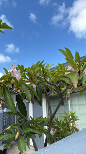 Tabebuia heterophylla observed 2026-05-11