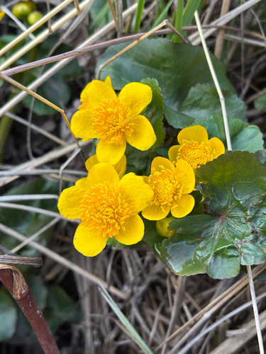 marsh marigold
