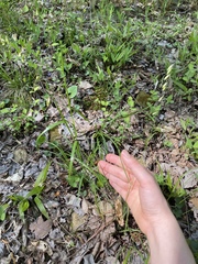 Melica mutica
