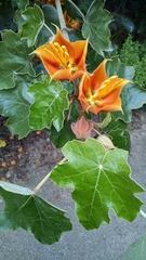 ×chiranthofremontia lenzii